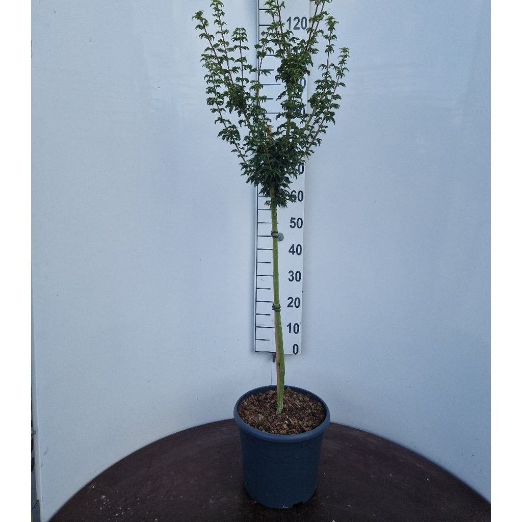 Japansk lönn – Acer pal. 'Shishigashira' - 60 CM Stem C10